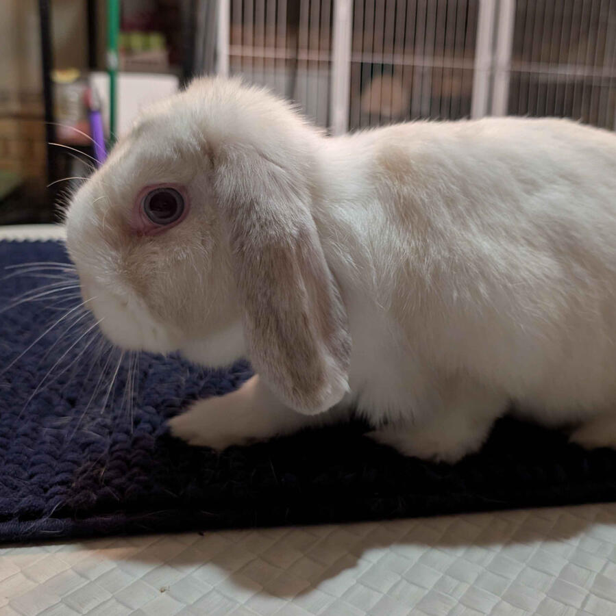 Xiao - #3017\nVienna Frost Point\nMiniature Lop