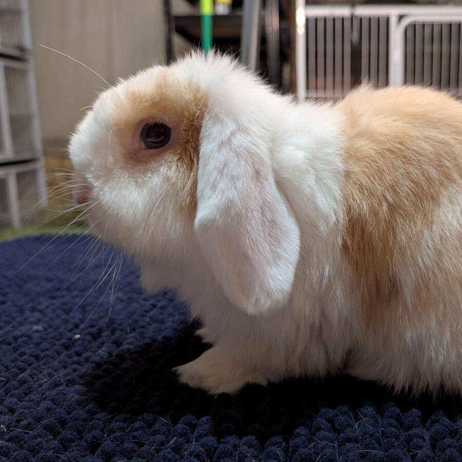 Jiji - #3019\nVienna Chocolate Torted Harlequin\nMiniature Lop