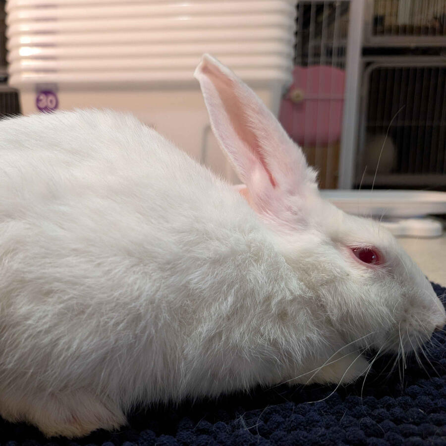 Bink - #2004\nRed-Eyed White\nNew Zealand