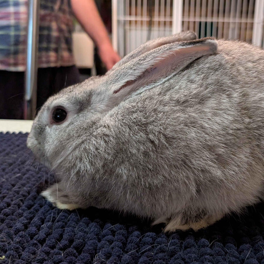 Granny - #2006\nSable Chinchilla\nNew Zealand