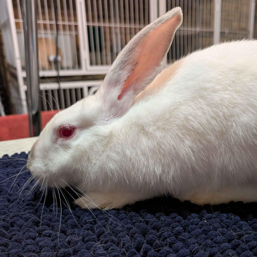 Blue - #2005\nHimalayan\nNew Zealand