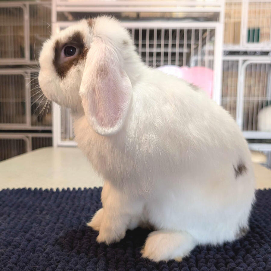 Wudu - #3021\nVienna Broken Choc\nMiniature Lop