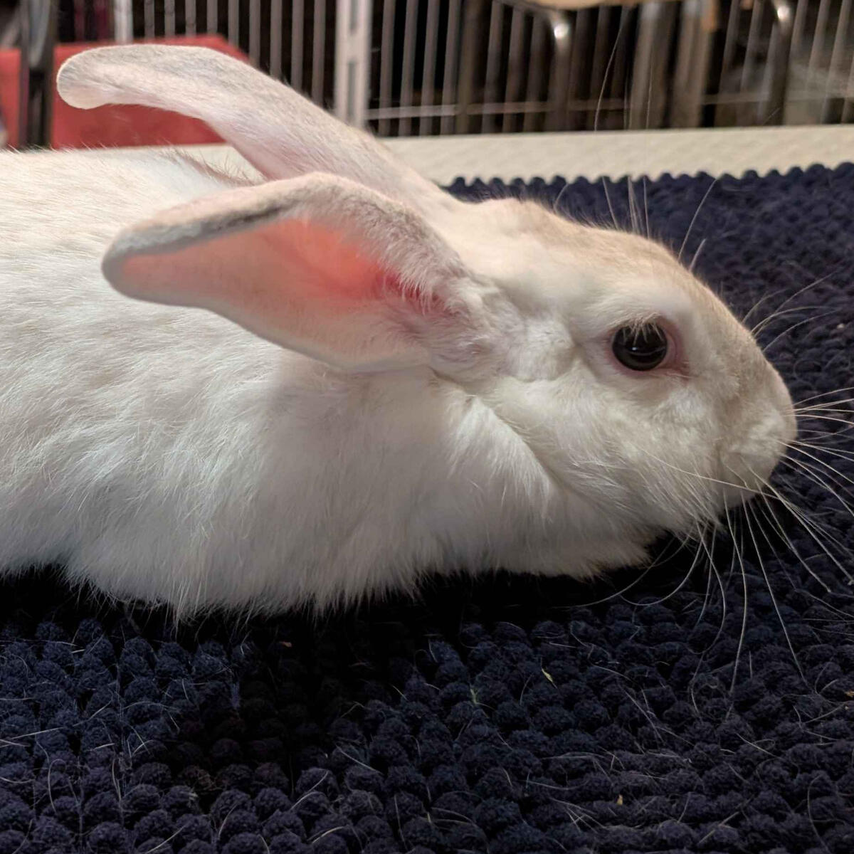 Mama Quilla - #7003\nFrost Point\nBritish Giant