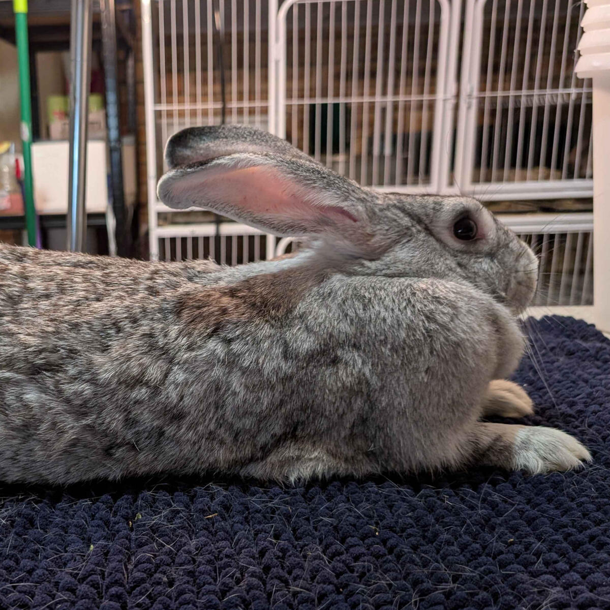 Nelluru - #7001\nChinchilla\nBritish Giant