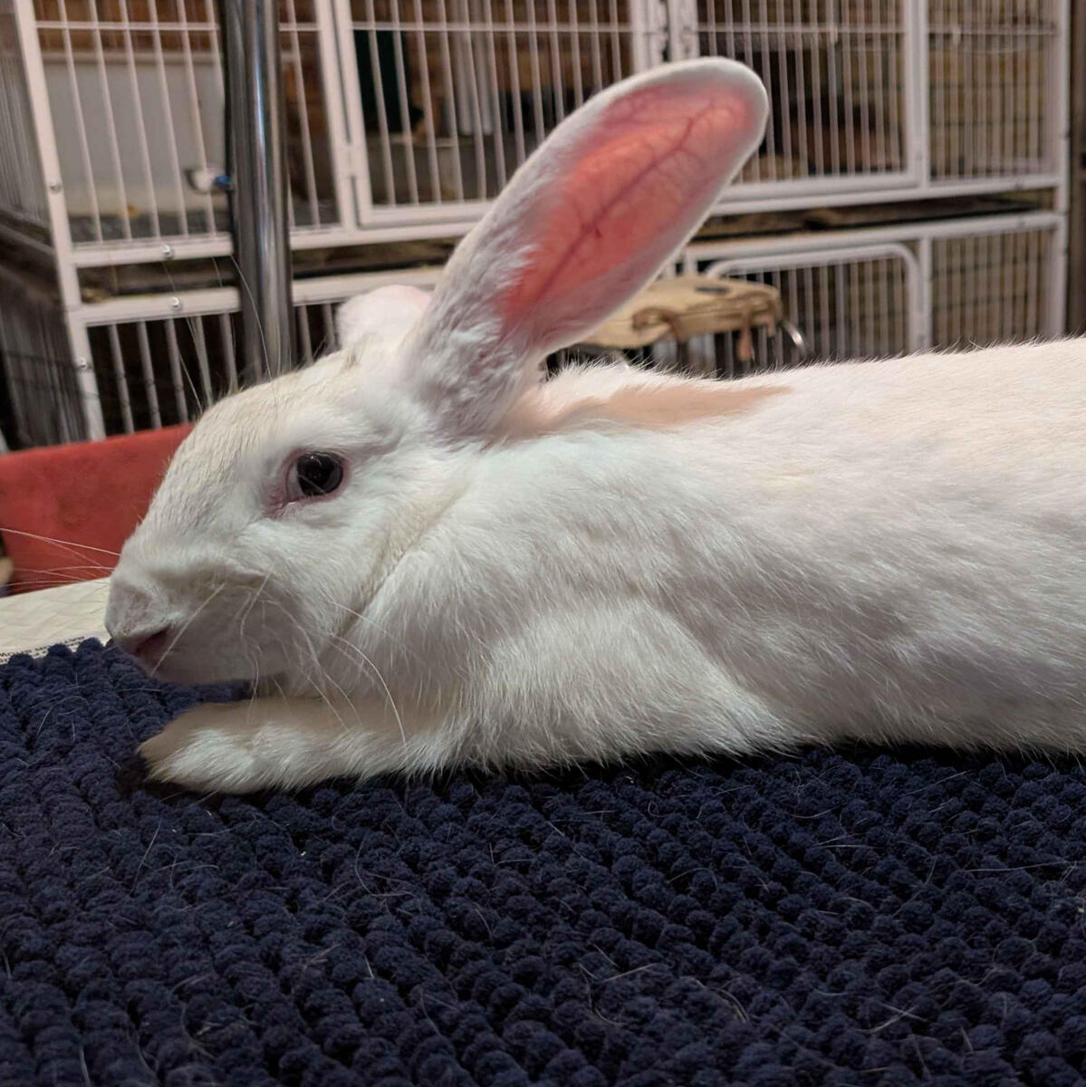 Luna - #7002\nFrost Point\nBritish Giant