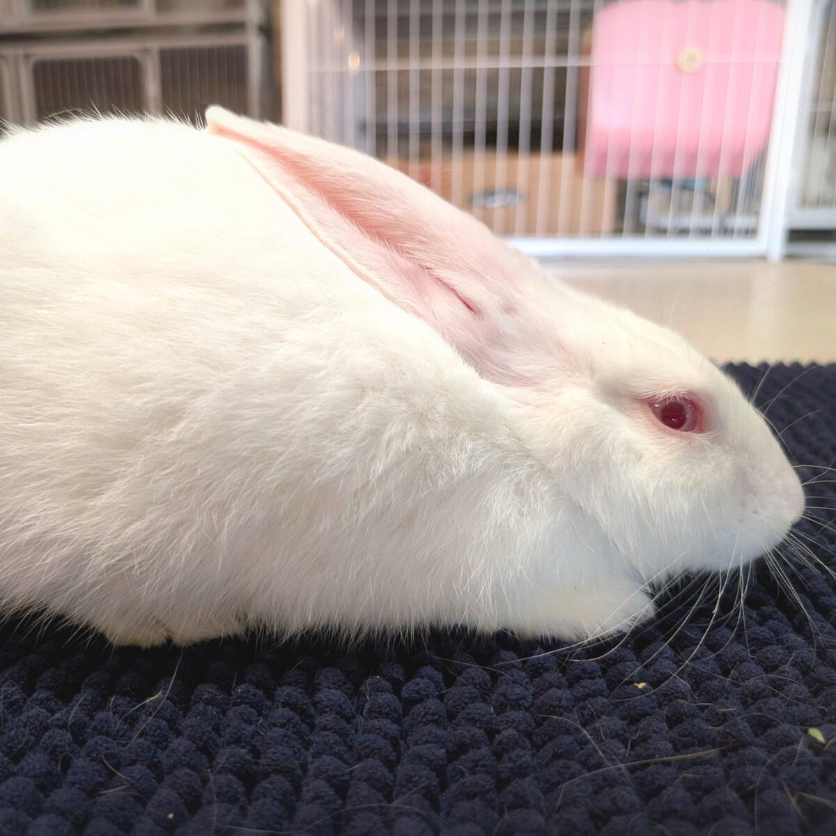 Bink - #2004\nRed-Eyed White\nNew Zealand