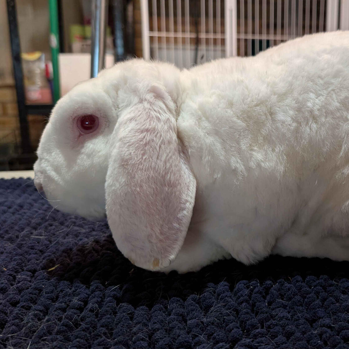 Ram - #9001\nRew-Eyed White\nVelveteen Lop