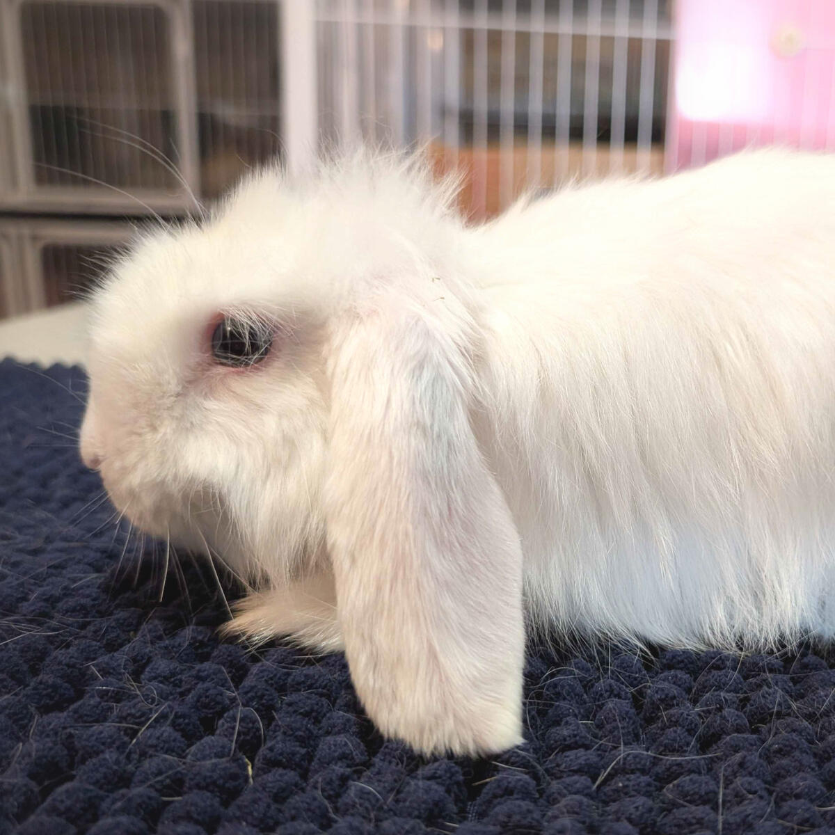 War - #5001\nBlue-Eyed White\nCashmere Lop